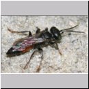 Tachysphex pompiliformis - Grabwespe m01c 6mm OS-Wallenhorst-Tongrube-Lehmwiese - det.jpg